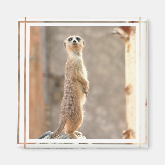 Meerkat at Attention Magnet (Vorne)