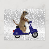 Meerkat auf Dark Blue Moped