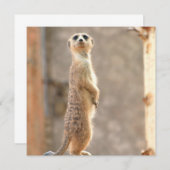 Meerkat auf Einladungen (Vorne/Hinten)