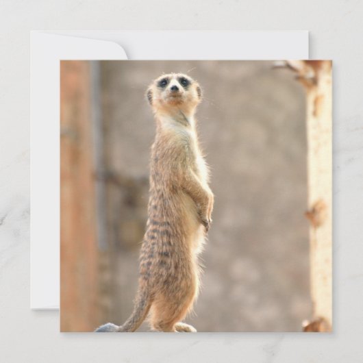 Meerkat auf Einladungen (Vorderseite)