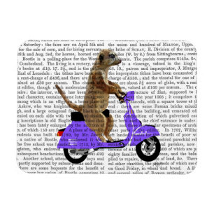 Meerkat auf lila Moped Magnet
