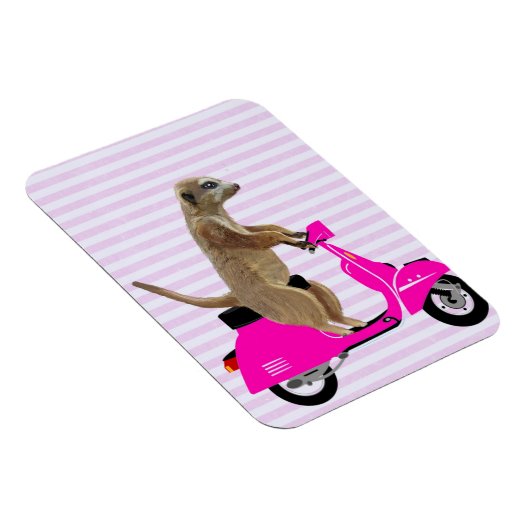 Meerkat auf rosa Moped 2 Magnet (Rechte Seite)