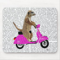 Meerkat auf rosa Moped