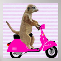 Meerkat auf rosa Moped