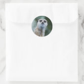 Meerkat Aufkleber (Tasche)