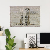 Meerkat Baby Sitter und Jungtiere (Suricata Surica Poster (Heimbüro)