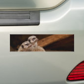 Meerkat Background Autoaufkleber (Auf Auto)