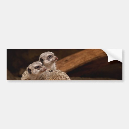 Meerkat Background Autoaufkleber (Vorne)
