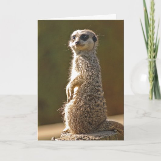 Meerkat Birthday Card c Karte (Vorderseite)