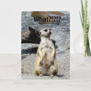 Meerkat Birthday Card Karte