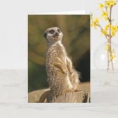 Meerkat Birthday Card Karte (Gelbe Blume)