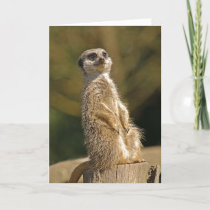 Meerkat Birthday Card Karte