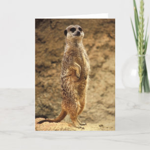 Meerkat - Blank Greeting Card Karte