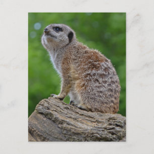 Meerkat Bokeh Postcard Postkarte
