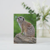 Meerkat Bokeh Postcard Postkarte (Stehend Vorderseite)