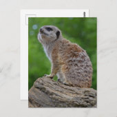 Meerkat Bokeh Postcard Postkarte (Vorne/Hinten)
