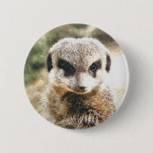 MEERKAT BUTTON (Vorderseite)