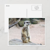 Meerkat-Chirurgie Postkarte (Vorne/Hinten)