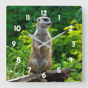 Meerkat Clock Quadratische Wanduhr