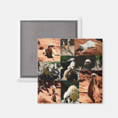 Meerkat Collection FotoCollage, Magnet (Vorderseite/Rückseite)