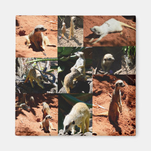 Meerkat Collection FotoCollage, Magnet
