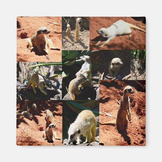 Meerkat Collection FotoCollage, Magnet (Vorne)