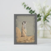 Meerkat Collection Postcard Postkarte (Stehend Vorderseite)