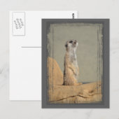 Meerkat Collection Postcard Postkarte (Vorne/Hinten)