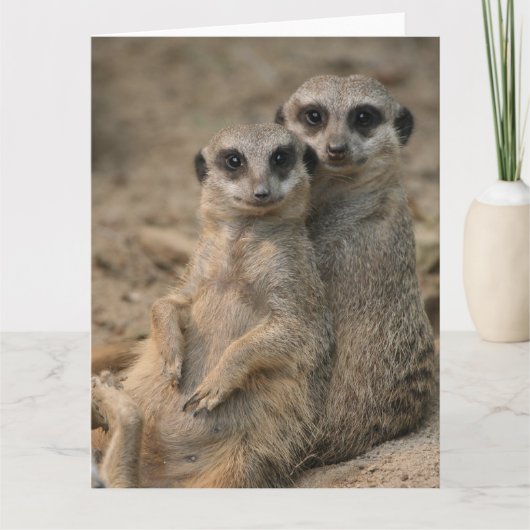 Meerkat-Couple Karte (Vorderseite)