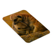 Meerkat Cuddle - erdgetönte Malerei auf wild leben Magnet (Rechte Seite)