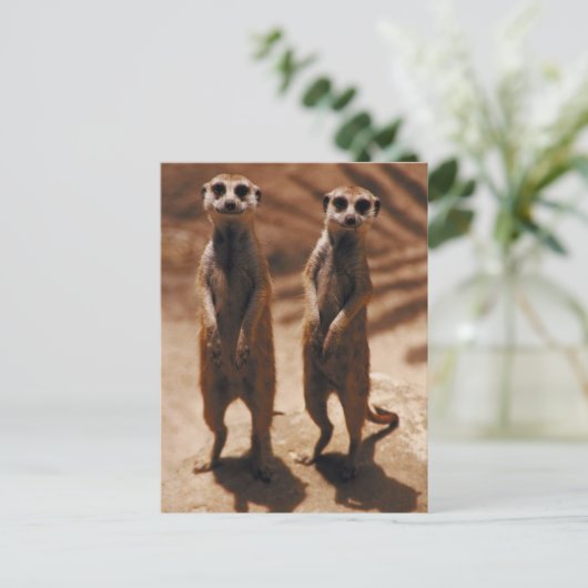 Meerkat Duo Postkarte (Stehend Vorderseite)
