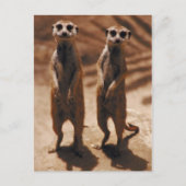 Meerkat Duo Postkarte (Vorderseite)
