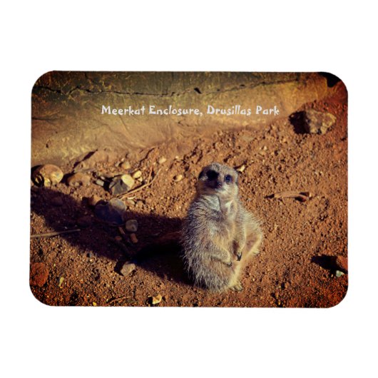 Meerkat Enclosure, Drusillas Park Magnet (Horizontal)