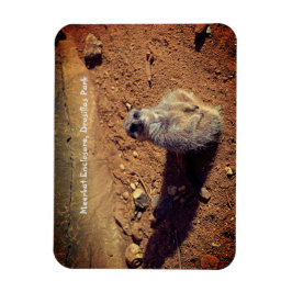 Meerkat Enclosure, Drusillas Park Magnet