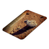 Meerkat Enclosure, Drusillas Park Magnet (Linke Seite)