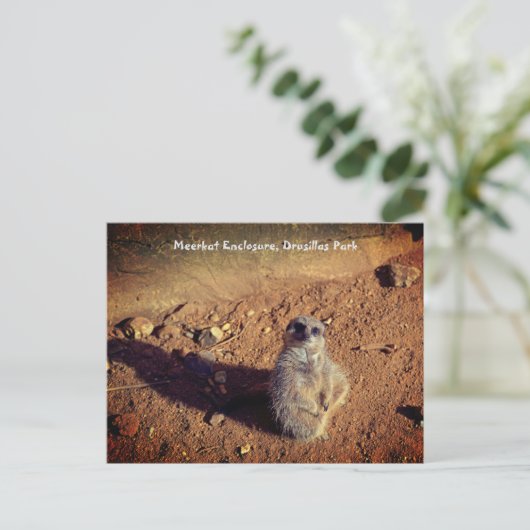 Meerkat Enclosure, Drusillas Park Postkarte (Stehend Vorderseite)