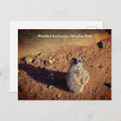 Meerkat Enclosure, Drusillas Park Postkarte (Vorne/Hinten)