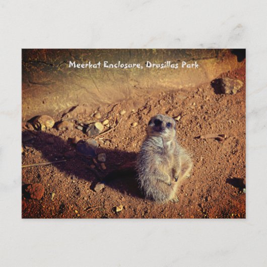 Meerkat Enclosure, Drusillas Park Postkarte (Vorderseite)