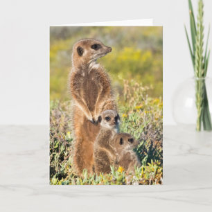 Meerkat Family Portrait Karte