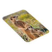 Meerkat Family Portrait Magnet (Rechte Seite)