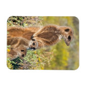 Meerkat Family Portrait Magnet (Horizontal)