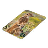 Meerkat Family Portrait Magnet (Linke Seite)