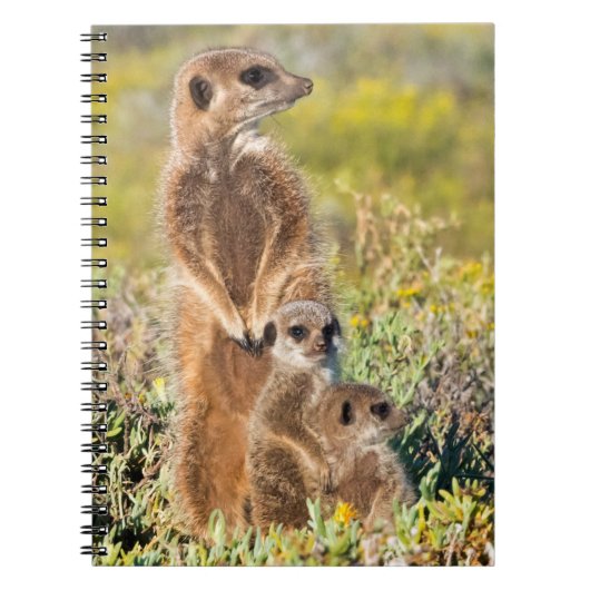 Meerkat Family Portrait Notizblock (Vorderseite)