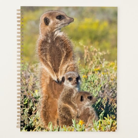 Meerkat Family Portrait Planer (Vorderseite)