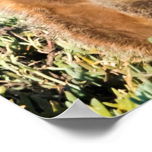 Meerkat Family Portrait Poster (Ecke)