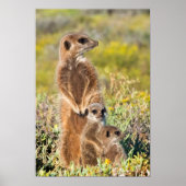 Meerkat Family Portrait Poster (Vorne)