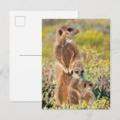 Meerkat Family Portrait Postkarte (Vorne/Hinten)