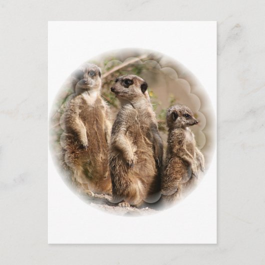 Meerkat Family Postcard Postkarte (Vorderseite)