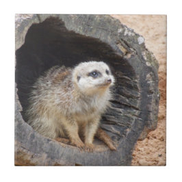 Meerkat Fliese