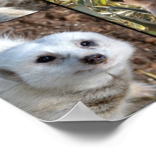 Meerkat Foto Collage Value Wall Poster (Ecke)